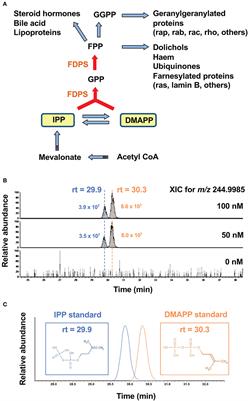 Comparison of a Novel Bisphosphonate Prodrug and Zoledronic Acid in the Induction of Cytotoxicity in Human Vγ2Vδ2 T Cells